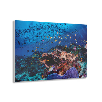 Colorful Reef Acrylic Prints