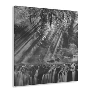 Forest Sunshine Black & White Acrylic Prints