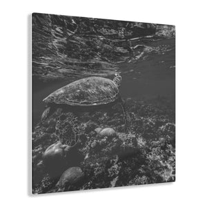 Sea Turtle Black & White Acrylic Prints