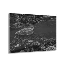 Load image into Gallery viewer, Sea Turtle Black &amp; White Acrylic Prints