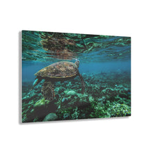 Load image into Gallery viewer, Sea Turtle Acrylic Prints