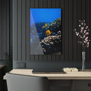 Coral Reef Acrylic Prints