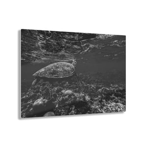 Sea Turtle Black & White Acrylic Prints