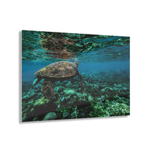 Load image into Gallery viewer, Sea Turtle Acrylic Prints