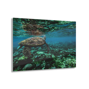 Sea Turtle Acrylic Prints
