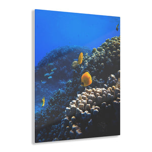 Coral Reef Acrylic Prints